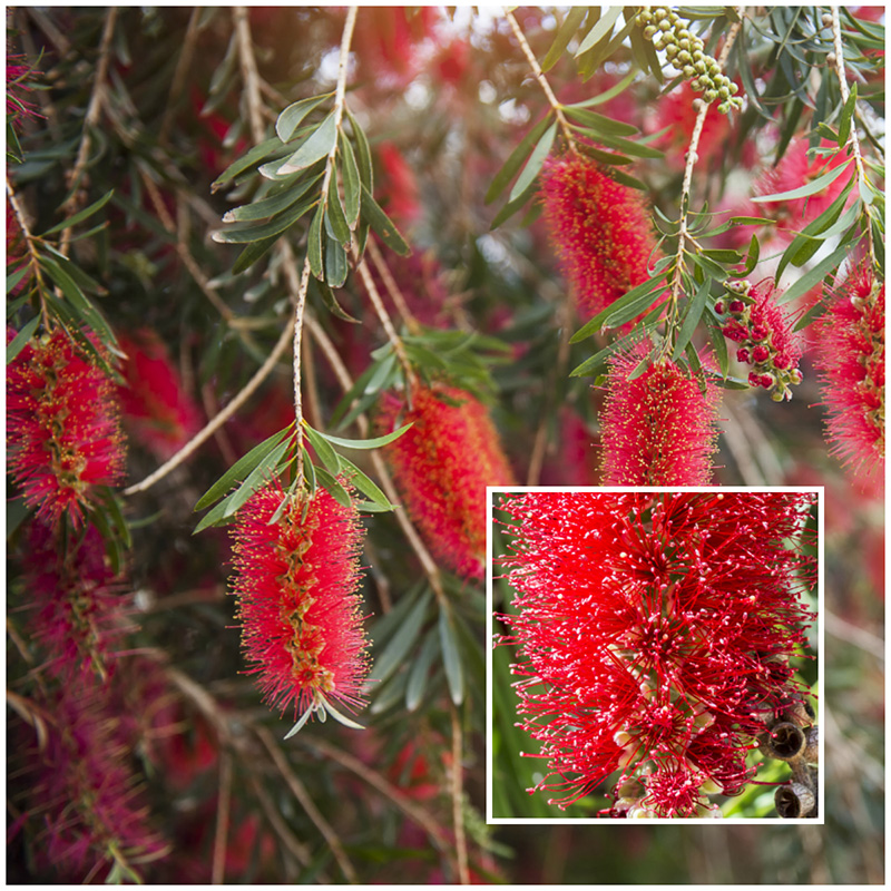 bottle brush